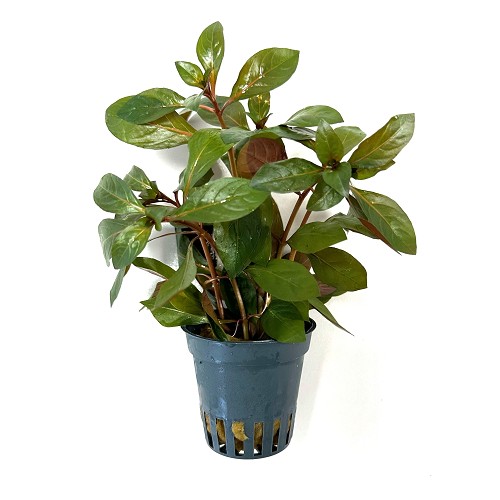 Ludwigia glandulos in pot